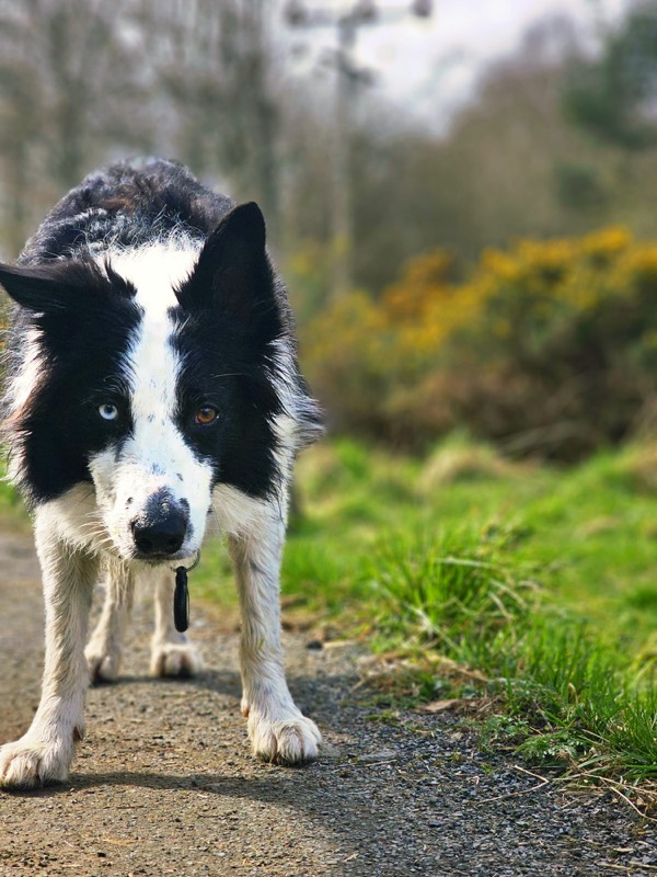 Border collie with one blue eye walking a path beside flowering gorse